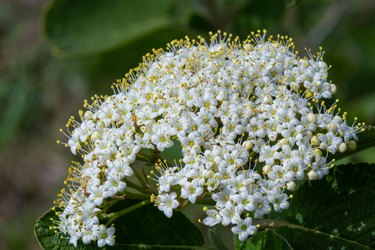 White inflorescence of on a branch of a plant called Viburnum lantana Aureum close-up