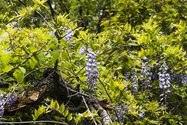 Wild wisteria flowers hanging from the entwined tree. (Close-up) Mitake, Tsu, Mie, Japan