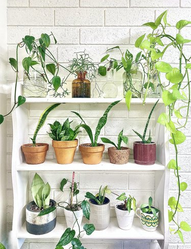Shelf of succulent plants