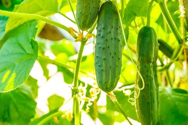 Fresh ripe cucumbers growing in greenhouse