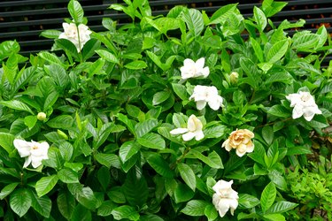 Gardenia jasminoides / Common gardenia / Cape jasmine