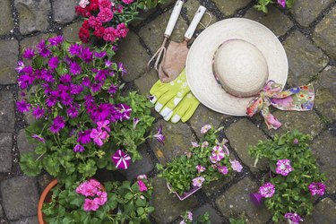 Various potted spring and summer flowers, straw hat, gardening tools and gloves on cabblestone pavement