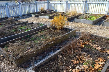 Vegetable Garden