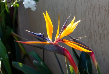 Canna Lilies Vs. Calla Lilies