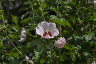 Hibiscus syriacus flowering in the garden. White flowers of Rose of Sharon.