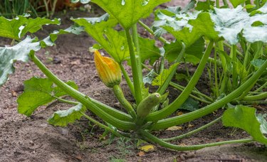 Leaves of the plant and unripe squash in the garden in the open ground.