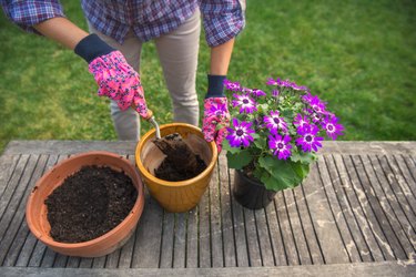 Potting Flowers - Woman Gardening
