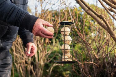 Holding a suet ball food for wild birds