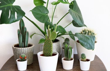 Potted plants at home