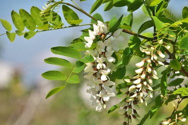 Robinia pseudoacacia