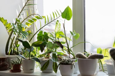 Potted indoor plants on a home windowsill.