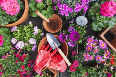 Gardening, different spring and summer flowers, gardening tools on garden table