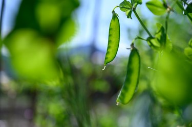 Beans in the field Lentils French beans