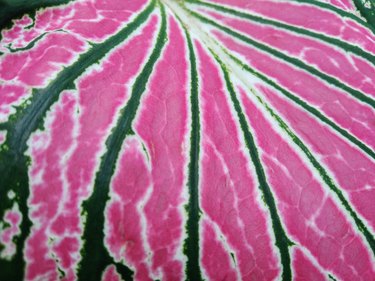 Caladium Alocasia Leaves