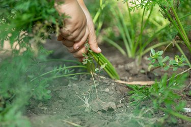 Close up of hands pulling out weeds