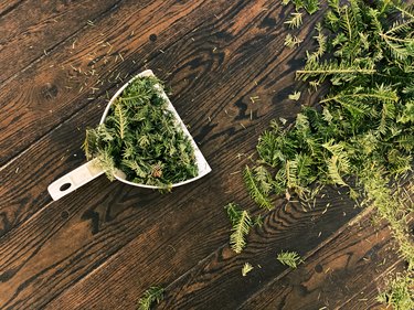 Time to clean: dustpan full of fallen Christmas tree pine needles and branches