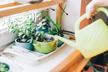 Watering plants on tray in sunny window