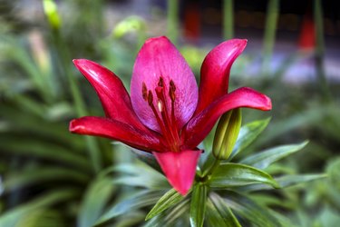 Asiatic Hybrids (Lilium maculatum) Deep Red Lily