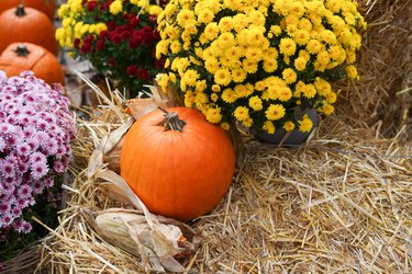 orange pumpkin surrounded by colorful chrysanthemums and straw, creating a cozy harvest atmosphere