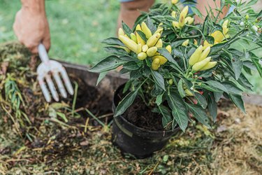 Spring work in the garden for planting plants in the ground