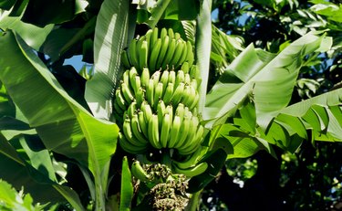 BANANA PLANTATION