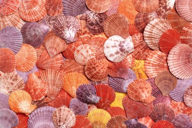 Background of seashells