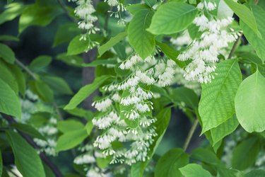 fragrant epaulette tree