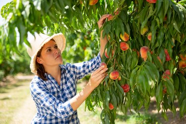 Young woman horticulturist picking peaches from tree