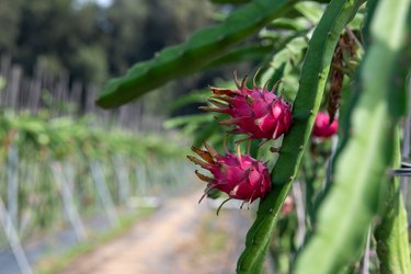 Dragon fruit grown in the farm