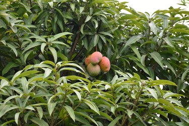 A Ripe Bunch of Mangoes