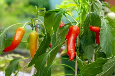 Hot chili peppers on bushes growing in a garden