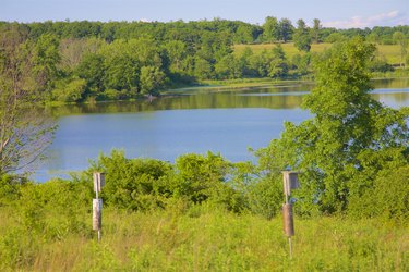 Bat houses in Chatham, New York