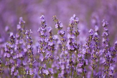 Europe, France, Vaucluse, Lavender Field in Provence