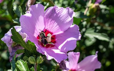 can hardy hibiscus grow in pots