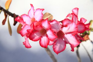 Desert Rose, Adenium Obesum flower, tropical plant