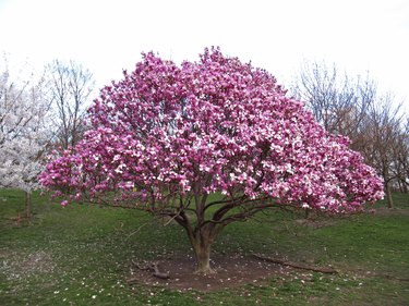 Purple Spring Flowering Magnolia Tree