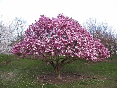 are magnolia trees safe for dogs