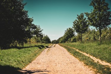 Country road dirt track lined with trees on a hot summer day