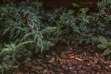 Evergreen tree with decorative bark in garden