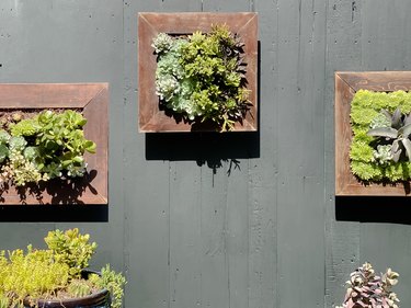 outdoor vertical garden living wall art of succulent plants