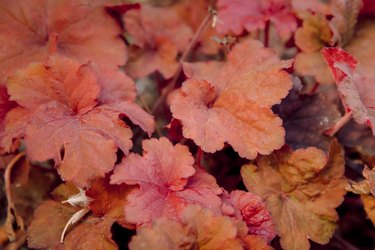 Red coral heuchera plant in summer garden. Close up view of plant