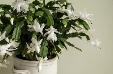 How to Repot a Christmas Cactus if It Is Pot Bound