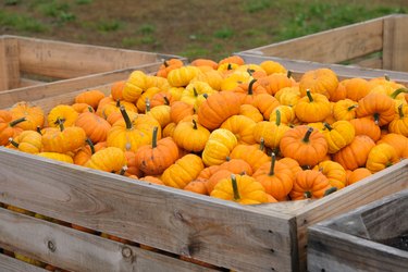 Mini pumpkins at outdoor farmers market. Mini pumpkin harvest in wooden box.