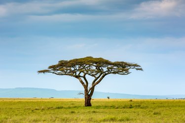 Acacia Tree at wild