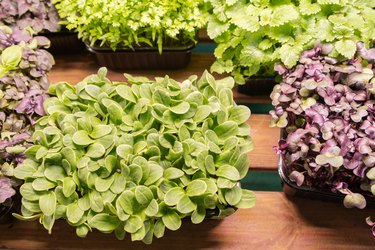 Microgreens growing.