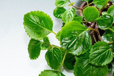 Leaves and branch of Plectranthus whorled on a gray background
