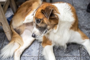 A hairy light brown and white  male dog scratching his right ear.