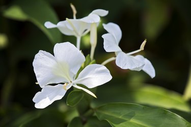 White ginger lily, famous for its perfume
