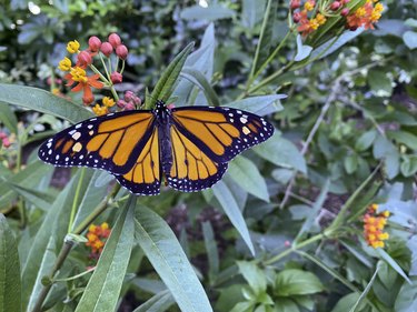 Endangered Monarch Butterfly on Tropical Milkweed Plant
