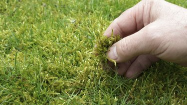 Moss in the lawn